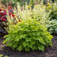 Heuchera 'Rex Lime' tűzeső 17cm cserépben