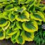 Hosta 'Liberty' árnyékliliom 17cm cserépben