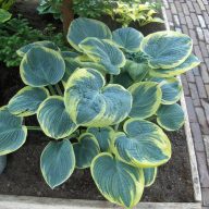 Hosta 'Sugar Daddy' árnyékliliom 17cm cserépben