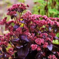   Hylotelephium (syn. Sedum) 'Touchdown Teak' varjúháj 17cm cserépben