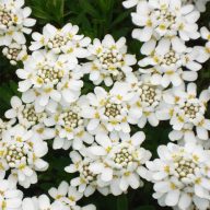   Iberis sempervirens 'Appen Etz' örökzöld tatárvirág 17cm cserépben