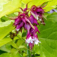 Leycesteria formosa 