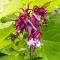 Leycesteria formosa 