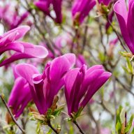 Magnolia 'Susan' magnólia K3 cserépben