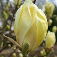 Magnolia 'Yellow Lantern' magnólia K3 cserépben