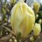 Magnolia 'Yellow Lantern' magnólia K3 cserépben