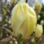 Magnolia 'Yellow Lantern' magnólia K3 cserépben