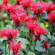   Monarda fistulosa 'Gardenview Scarlet' csöves méhbalzsam 14cm cserépben