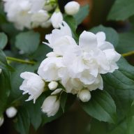 Philadelphus 'Snowbelle' jezsámen 17cm cserépben