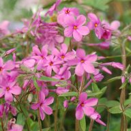   Phlox stolonifera 'Home Fires' tarackos lángvirág 17cm cserépben