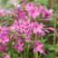 Phlox stolonifera 'Home Fires' tarackos lángvirág 17cm cserépben