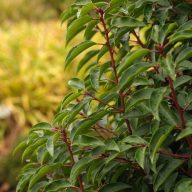   Prunus lusitanica 'Angustifolia' portugál babérmeggy 17cm cserépben