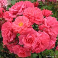 Rosa 'Bad Birnbach' Kordes rózsa 17cm cserépben