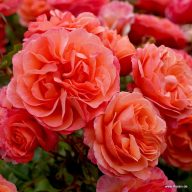   Rosa 'Coral Lions-Rose' Kordes rózsa 17cm cserépben