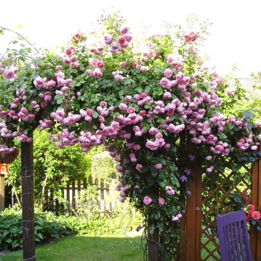 Rosa 'Jasmina' Kordes rózsa 17cm cserépben