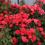   Rosa 'Planten un Blomen' Kordes rózsa 17cm cserépben