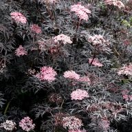    Sambucus nigra ‘Black Lace’ bordó levelű feketebodza 17cm cserépben