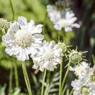   Scabiosa caucasica 'Perfecta Alba' ördögszem 17cm cserépben