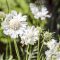 Scabiosa caucasica 'Perfecta Alba' ördögszem 17cm cserépben