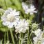 Scabiosa caucasica 'Perfecta Alba' ördögszem 17cm cserépben