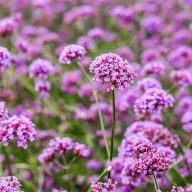  Verbena bonariensis ‘Lollipop’ ernyős verbéna 17cm cserépben