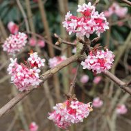 Viburnum × bodnantense 'Dawn' kikeleti bangita