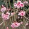 Viburnum × bodnantense 'Dawn' kikeleti bangita