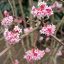 Viburnum × bodnantense 'Dawn' kikeleti bangita