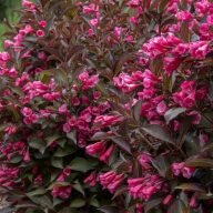   Weigela florida 'Minor Black' rózsalonc 17cm cserépben