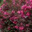 Weigela florida 'Minor Black' rózsalonc 17cm cserépben
