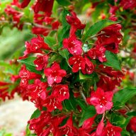 Weigela ‘Lucifer’ rózsalonc 17cm cserépben