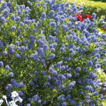 Örökzöld fák, cserjék