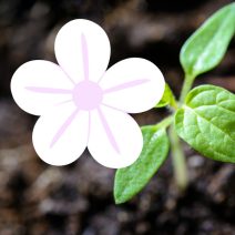 Fehér virágú növények