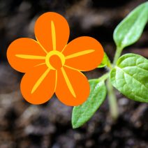 Narancssárga virágú növények