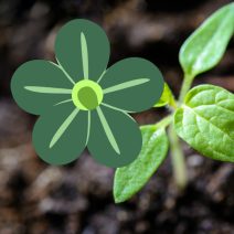 Zöld virágú növények