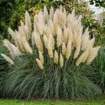 Cortaderia-pampafű