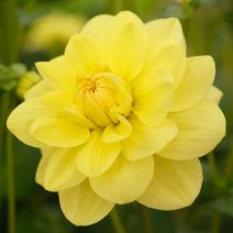 Tavirózsa virágú dáliák