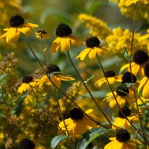 Hosszan virágzó növények