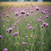 Szárazságtűrő növények