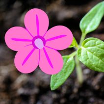 Rózsaszín virágú növények