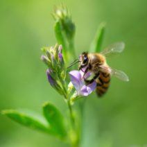 Beporzóbarát növények