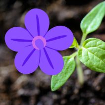 Lila virágú növények