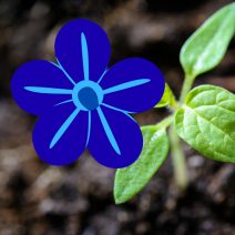 Kék virágú növények