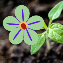 Tarka virágú növények