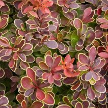 Díszes lombú növények