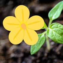 Sárga virágú növények