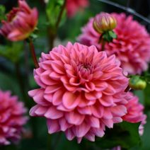 Közepes és kisvirágú dekoratív dáliák