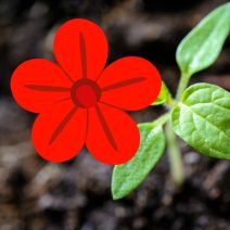 Piros virágú növények