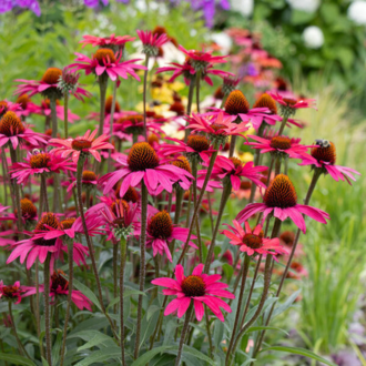 Szárazságtűrő növények a kertben – tudatos választás a változó klímában