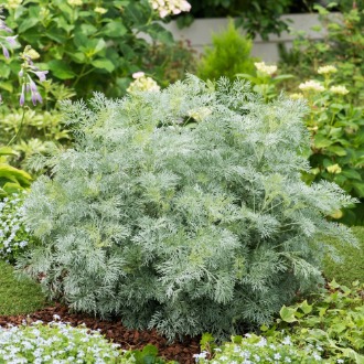 Szárazságtűrő évelők – mit érdemes ültetni?